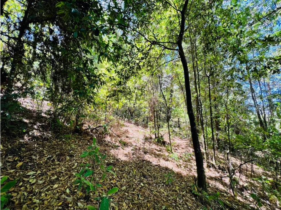 VENTA RANCHO CON AGUA DE MANANTIAL | PINAL DE OSORIOS — foto 2