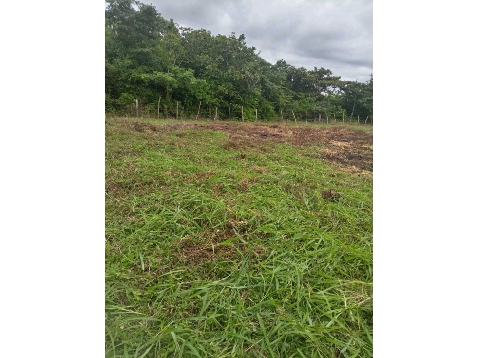 VENTA TERRENO CAÑAVERAL PENONOMÉ COCLE GRAN OPORTUNIDAD - 3