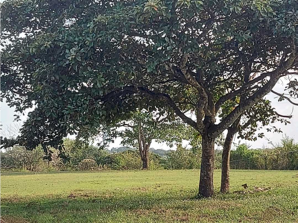 VENTA TERRENO COMERCIAL PENONOMÉ 5000m2 - 2