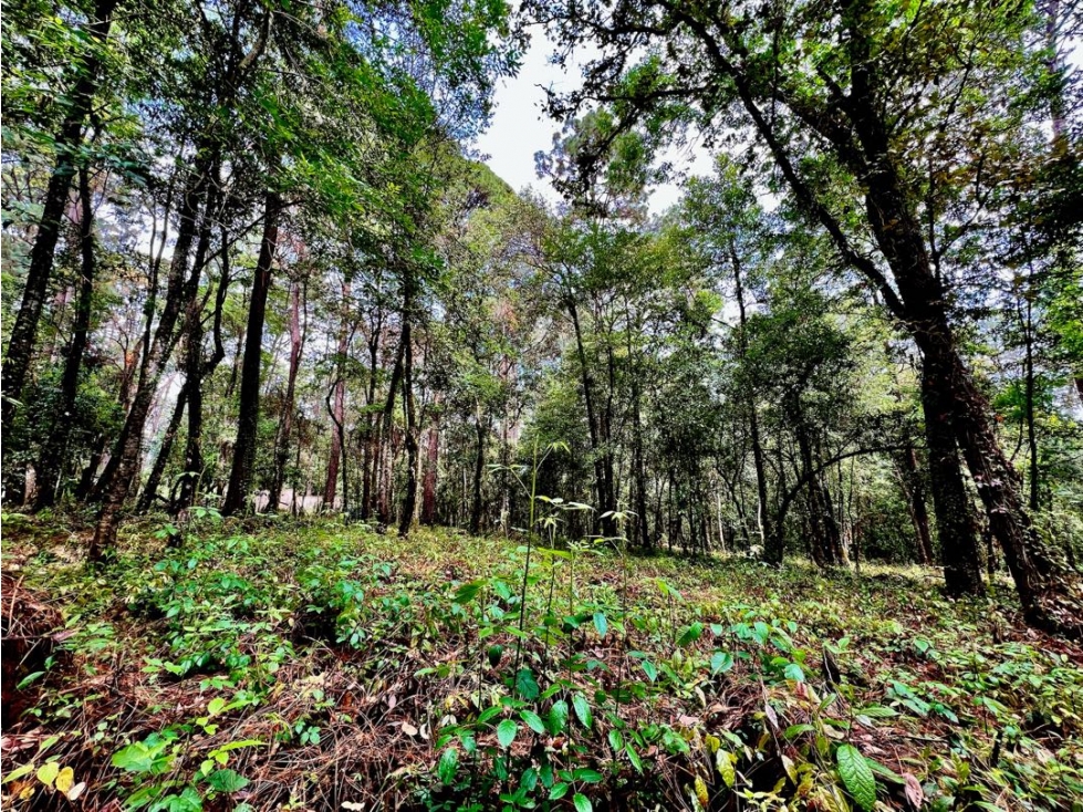 VENTA TERRENO CON VISTAS AL BOSQUE Y RIO | CERRO GORDO — foto 3