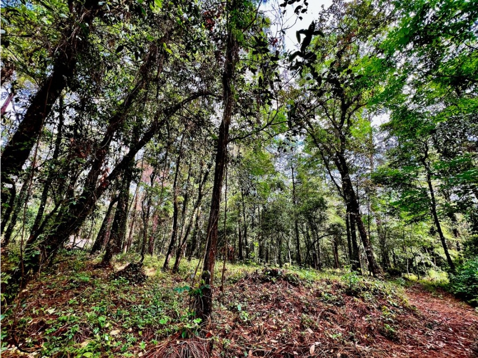 VENTA TERRENO CON VISTAS AL BOSQUE Y RIO | CERRO GORDO — foto 5