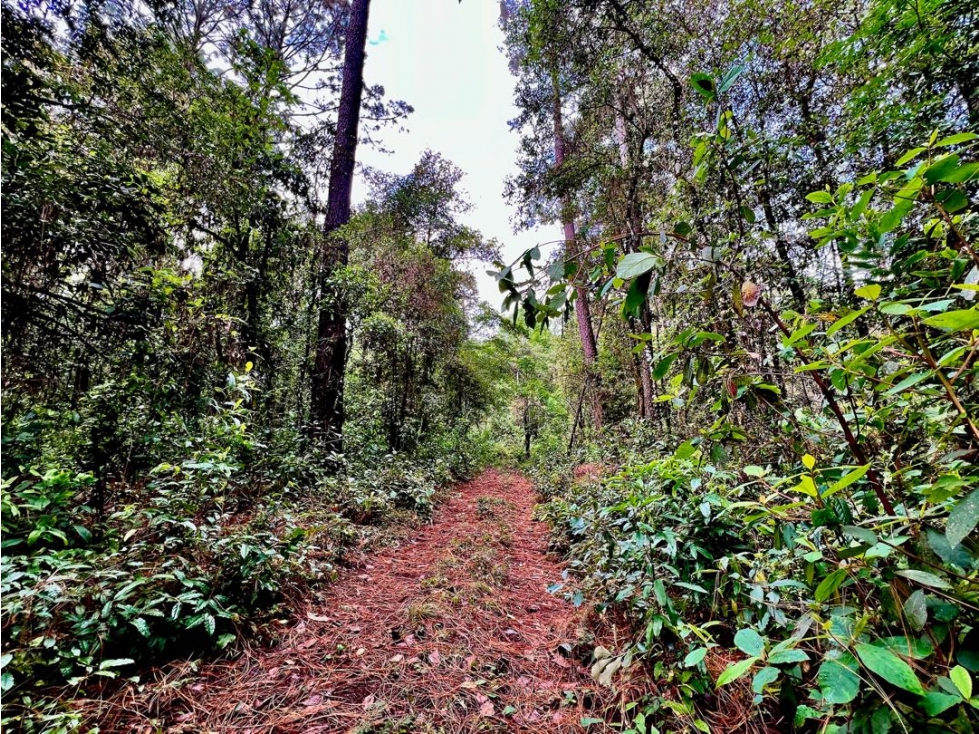 VENTA TERRENO CON VISTAS AL BOSQUE Y RIO | CERRO GORDO — foto 4