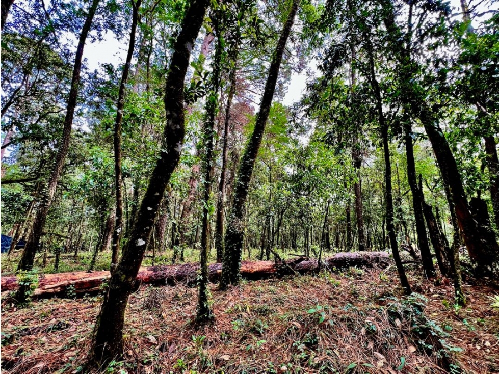 VENTA TERRENO CON VISTAS AL BOSQUE Y RIO | CERRO GORDO — foto 6