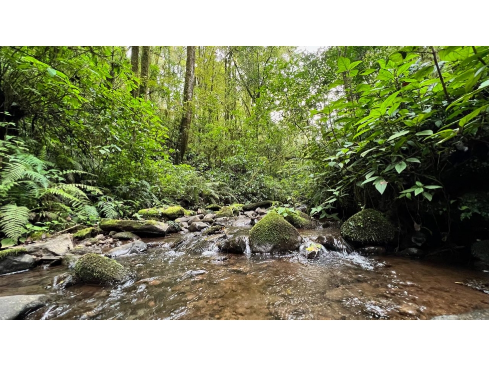 VENTA TERRENO CON VISTAS AL BOSQUE Y RIO | CERRO GORDO