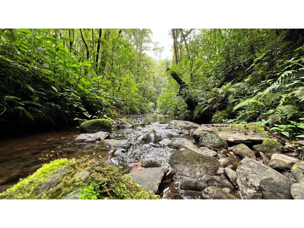VENTA TERRENO CON VISTAS AL BOSQUE Y RIO | CERRO GORDO — foto 2