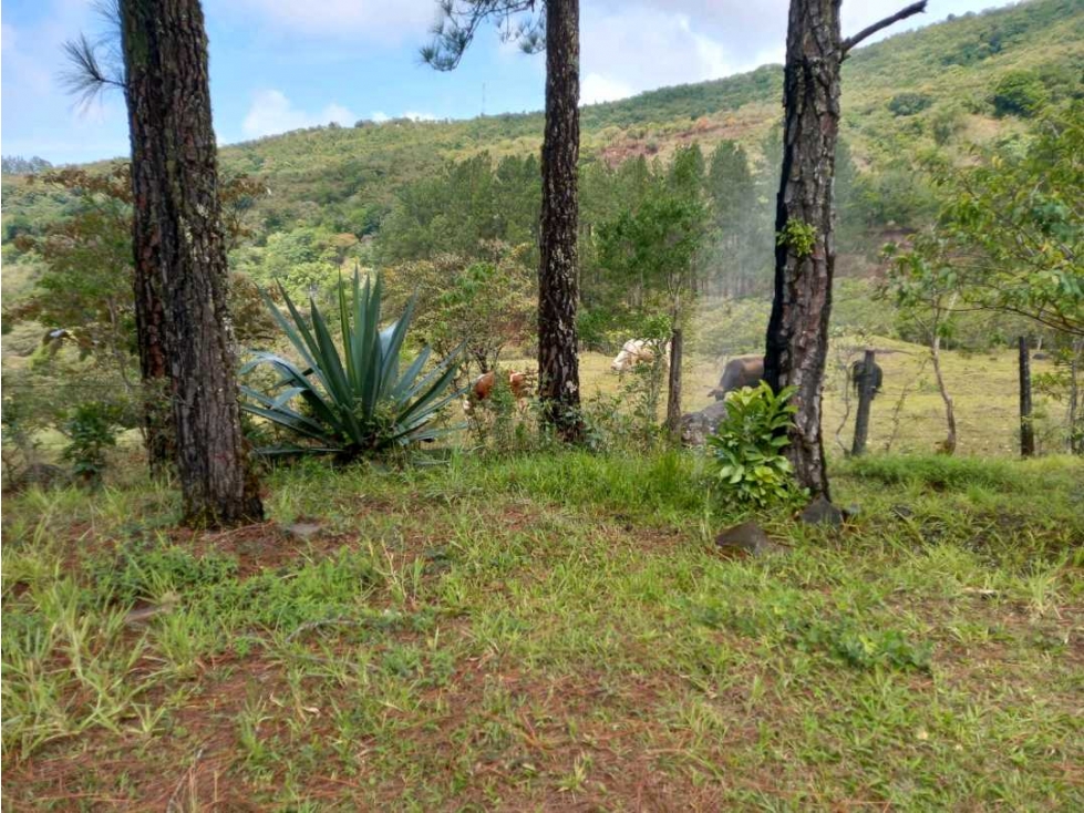 VENTA TERRENO EN BOQUETE CHIRIQUI - 2