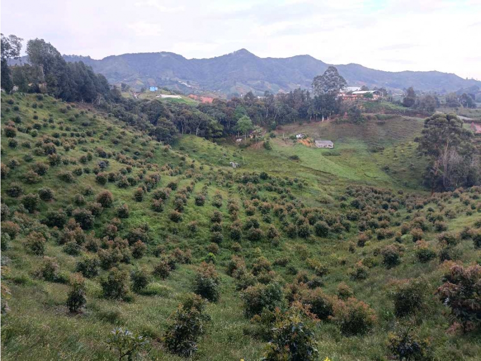 Terreno en Marinilla Antioquia