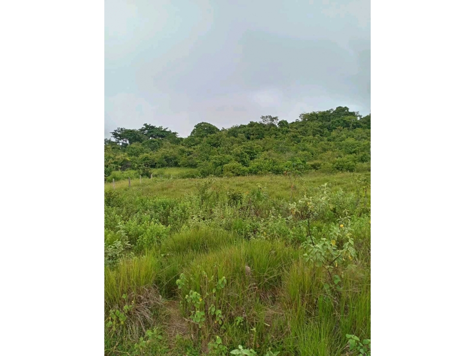 VENTA TERRENO GANGA TORO BRAVO PENONOME — foto 2