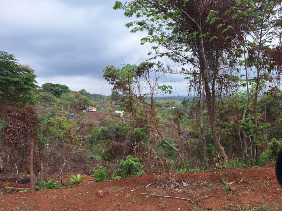 VENTA TERRENO/FINCA TOCUMEN 9,842m2 CERCA CARRETERA PRINCIPAL MLD - 1