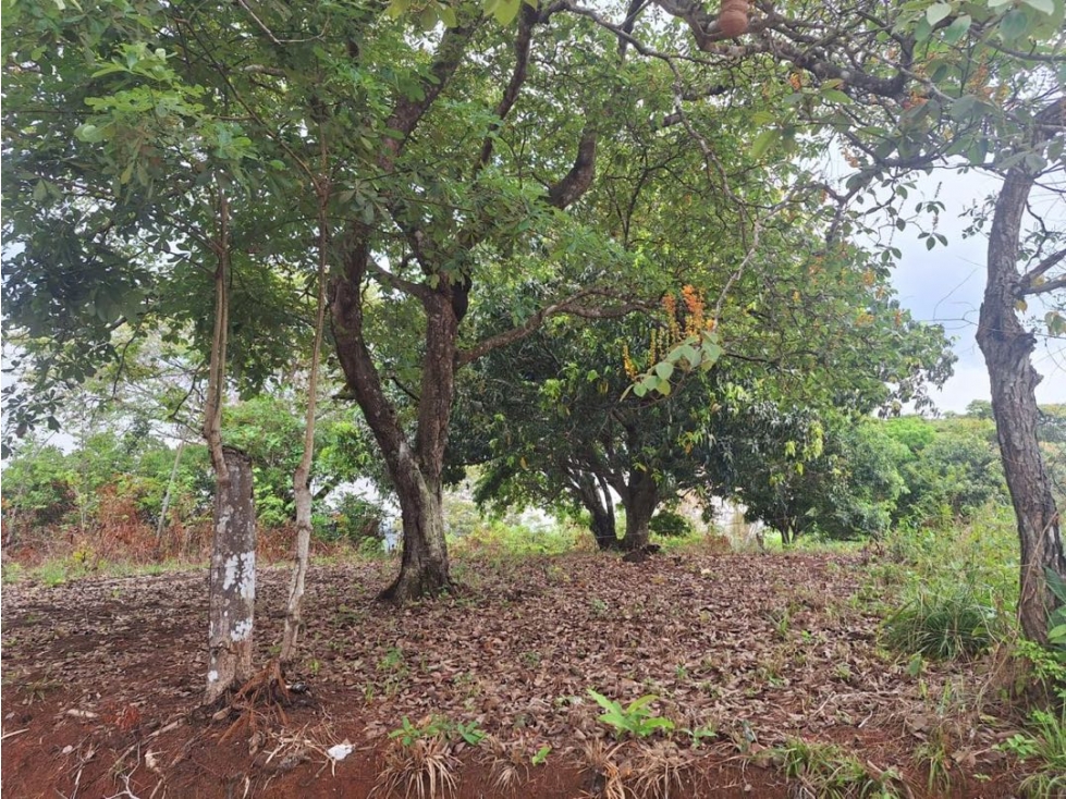 VENTA TERRENO/FINCA TOCUMEN 9,842m2 CERCA CARRETERA PRINCIPAL MLD - 3