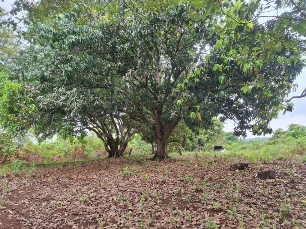 VENTA TERRENO/FINCA TOCUMEN 9,842m2 CERCA CARRETERA PRINCIPAL MLD - 5