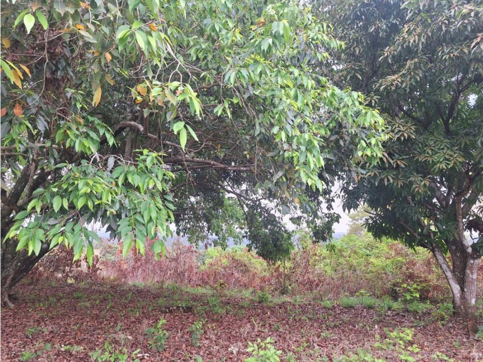 VENTA TERRENO/FINCA TOCUMEN 9,842m2 CERCA CARRETERA PRINCIPAL MLD - 6