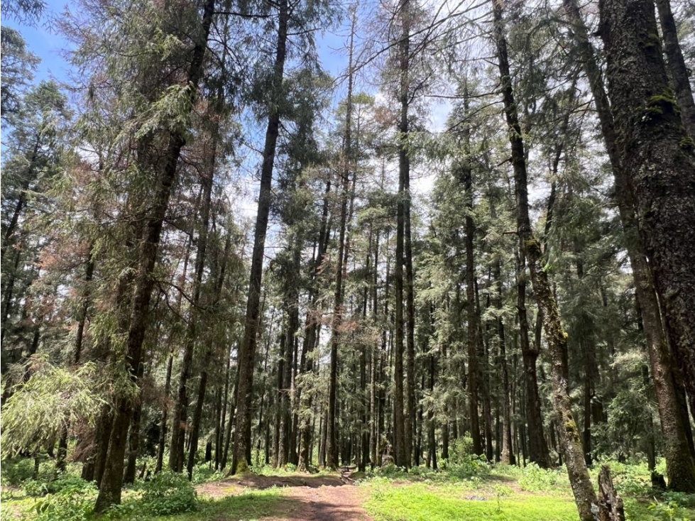 Terreno boscoso en Venta en Pueblo Nuevo, cerca de Huasca — foto 6