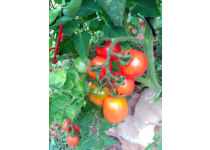 Aprovecha una pequeña parcela para hacer agricultura ecológica