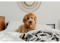 encuentra la propiedad perfecta consejos para vivir en armonia con tu perro