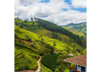 guarne vs la ceja vs el retiro cual es el mejor municipio del oriente para su finca