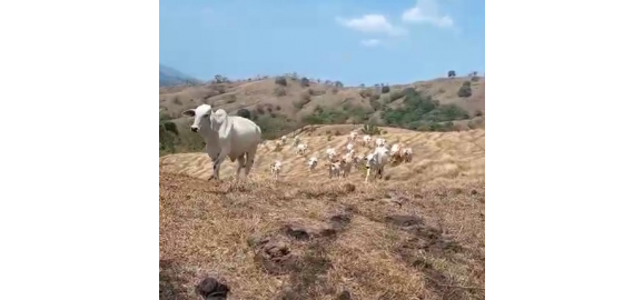 invierte con vision en el campo panameno