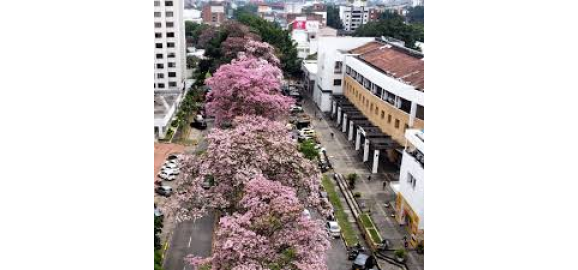 guia para vivir en la rivera y guayacanes cali nororiente