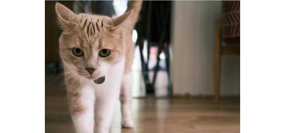 renta de casas en monterrey para familias con mascotas que considerar