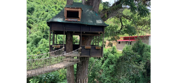 el guayacan y la proeza ecologica de la casita del arbol