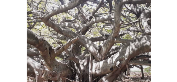 la soledad del coloso por que el arbol de la vida de maracay no deja descendencia