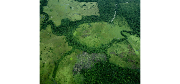 deforestacion en la amazonia brasilena cae 369 a minimo en los registros