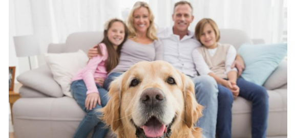 inquilinos de cuatro patas todo lo que debes saber para alquilar una propiedad si tienes mascotas